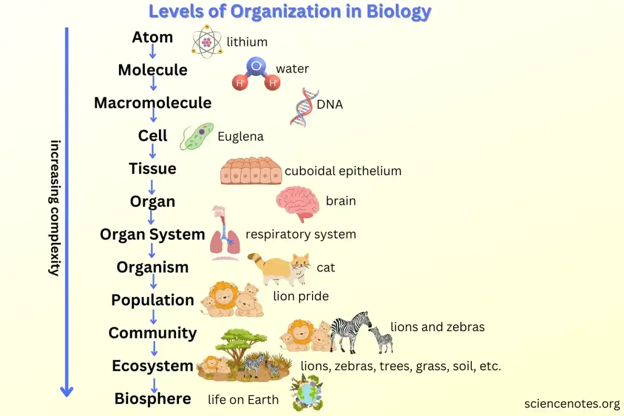 Poziomy organizacji życia - od atomu do biosfery